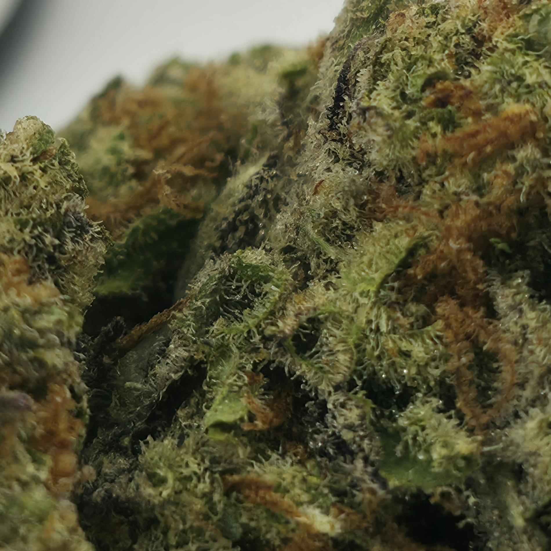 image of Heady Tree – Future Haze – 3.5 Flower