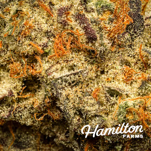 Premium Evans OG Kush; Flower – 3.5g-2