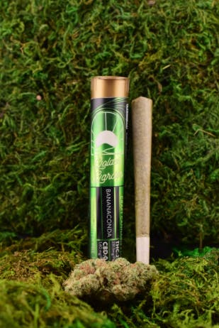 Product Golden Garden - Bananaconda - 1g - Preroll