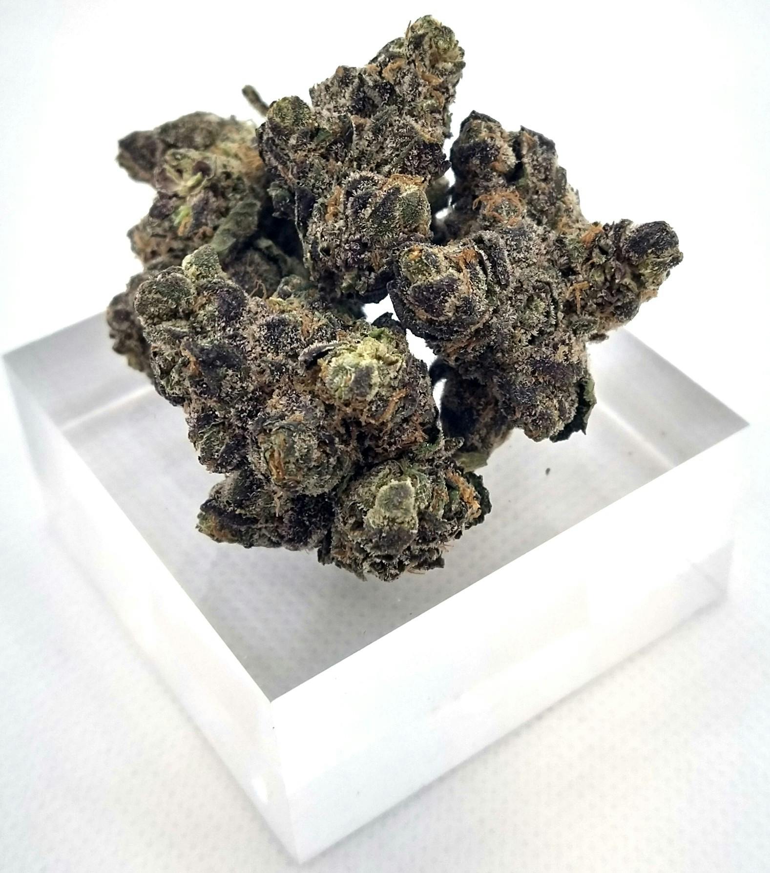 Product: GoldKine | Rock N Rye | Hybrid | Bulk Flower | Gold