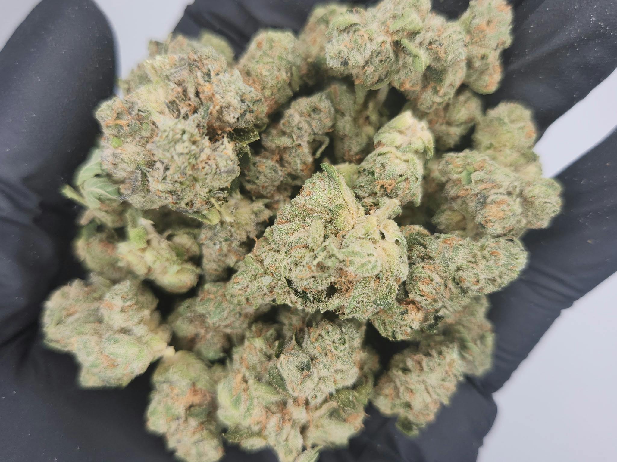 Product: BHL | Bulk Bud - Sunset Kush