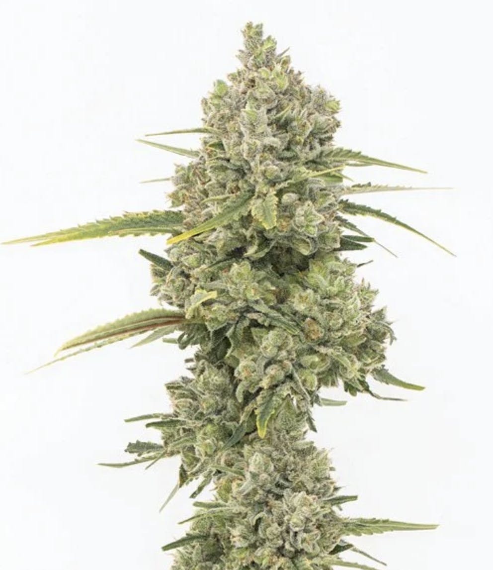 Grown Rogue GROWN ROGUE | JACK HERER | BULK | SATIVA — FLOWER