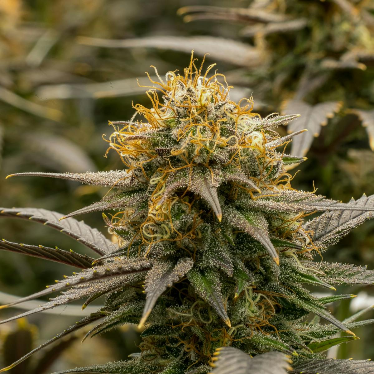 TRUE テルペン CBD CBN CBG 10ml シュガープラムサンセット TRUE テルペン CBD CBN CBG 10ml シュガープラムサンセット TRUE