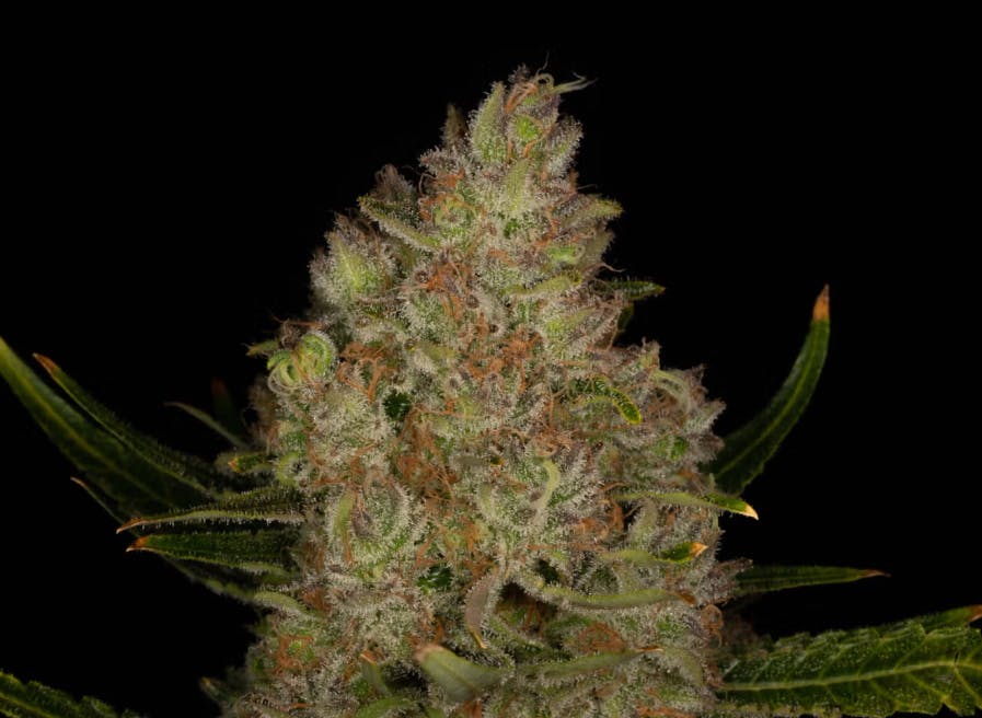 Product: Lilac Diesel