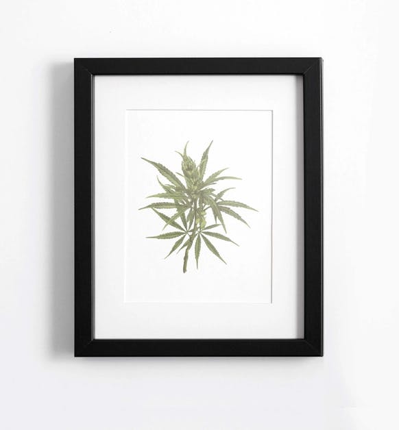 image of Botanical | Cannabis Art Print