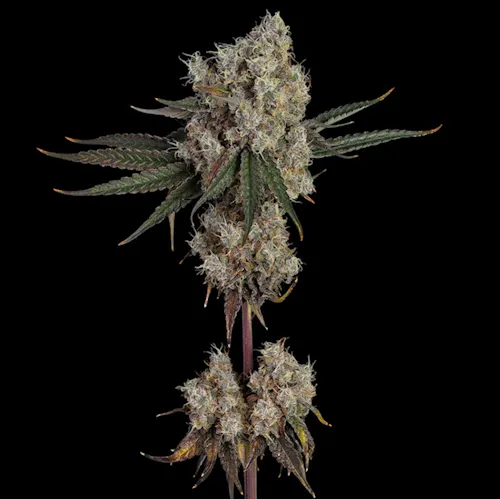 Happy Valley Another Level 3.5g-1